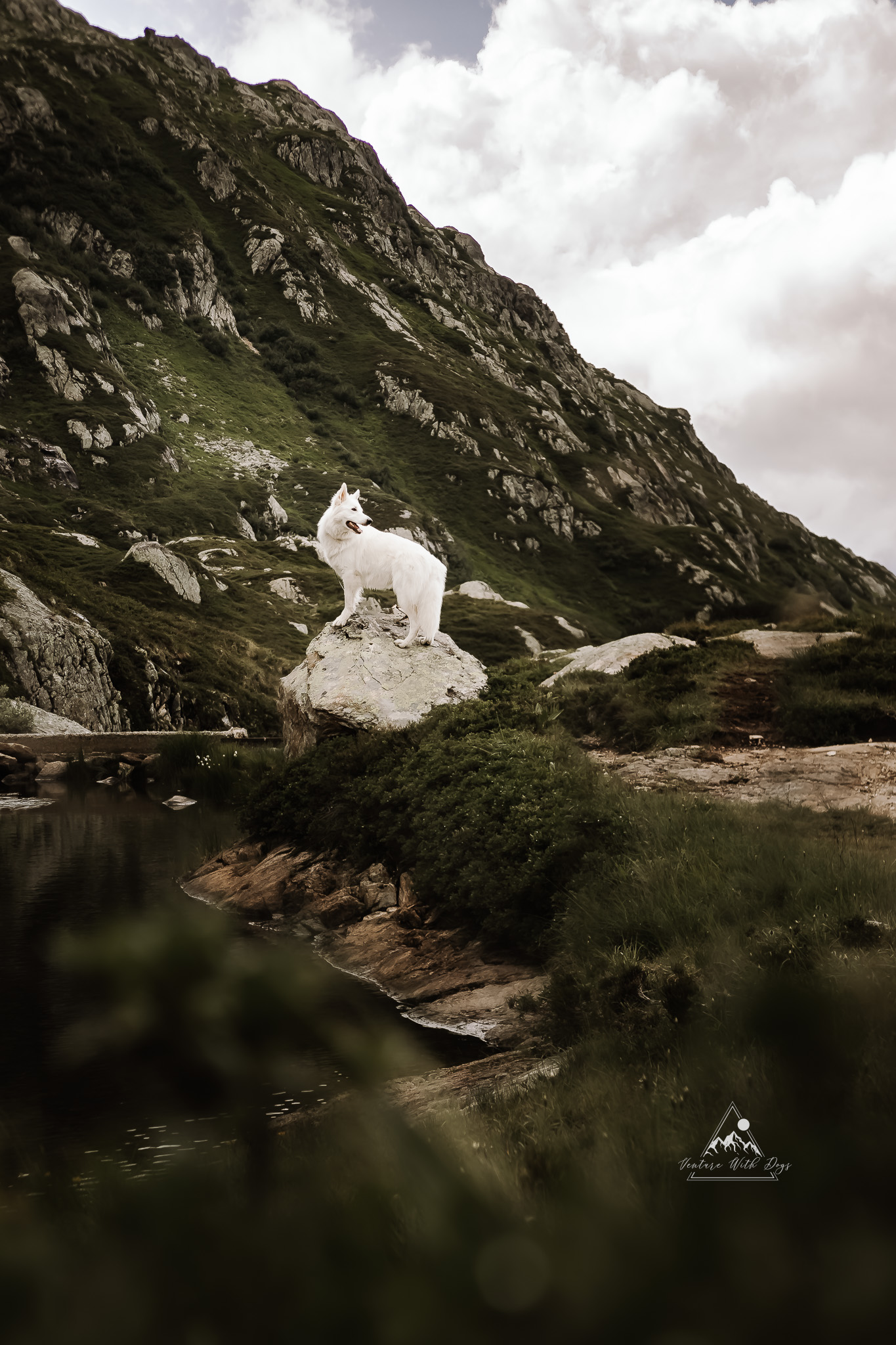 white swiss shepherd photoshoot in mountains