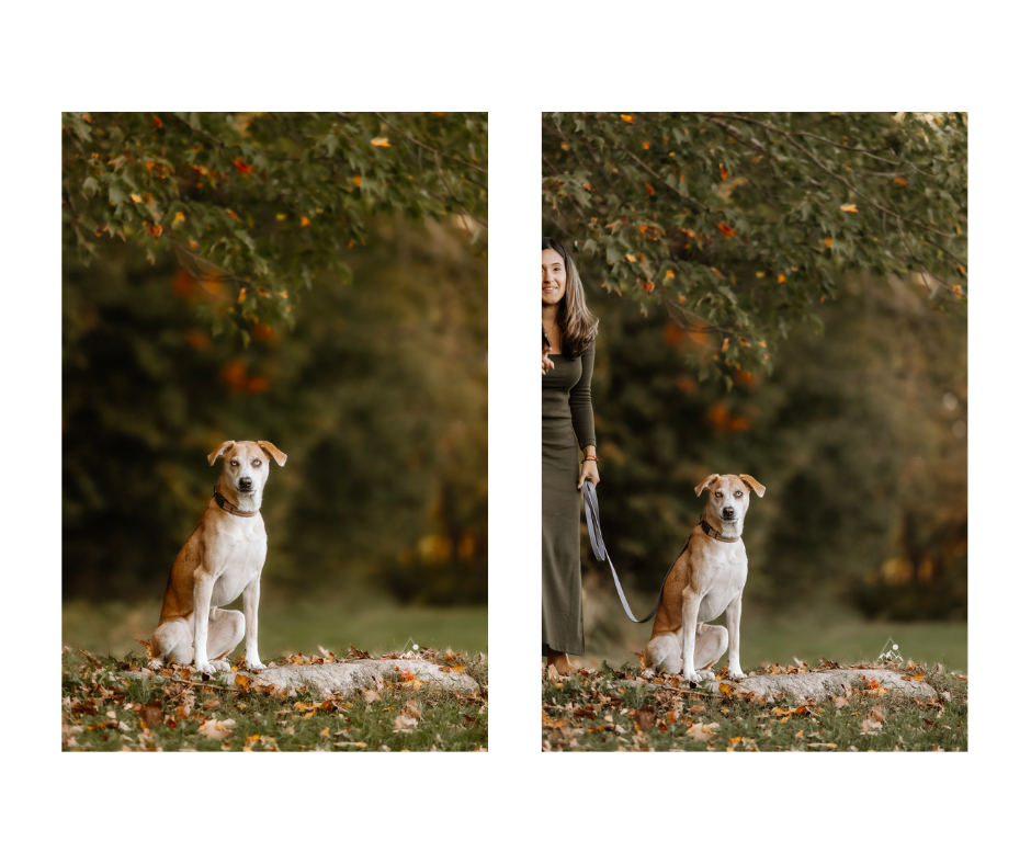 dog fall photo with foliage